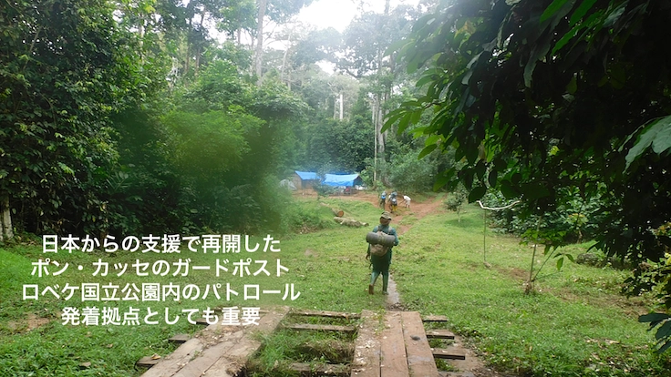 【緊急支援第2弾】マルミミゾウの楽園を密猟者の手から護りたい!! 6枚目
