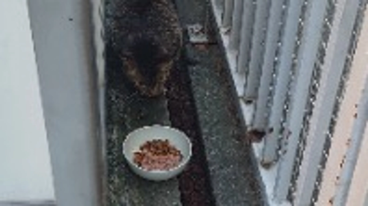 日々の餌やり。