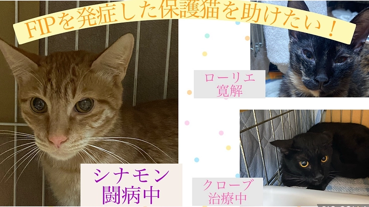 FIP（猫伝染性腹膜炎）を発症した保護子猫シナモンを助けたい！