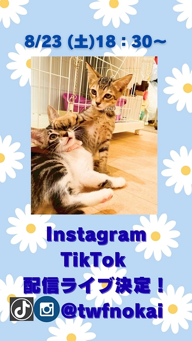 😻TikTok＆インスタライブ　本日18時30分～配信します❣😻