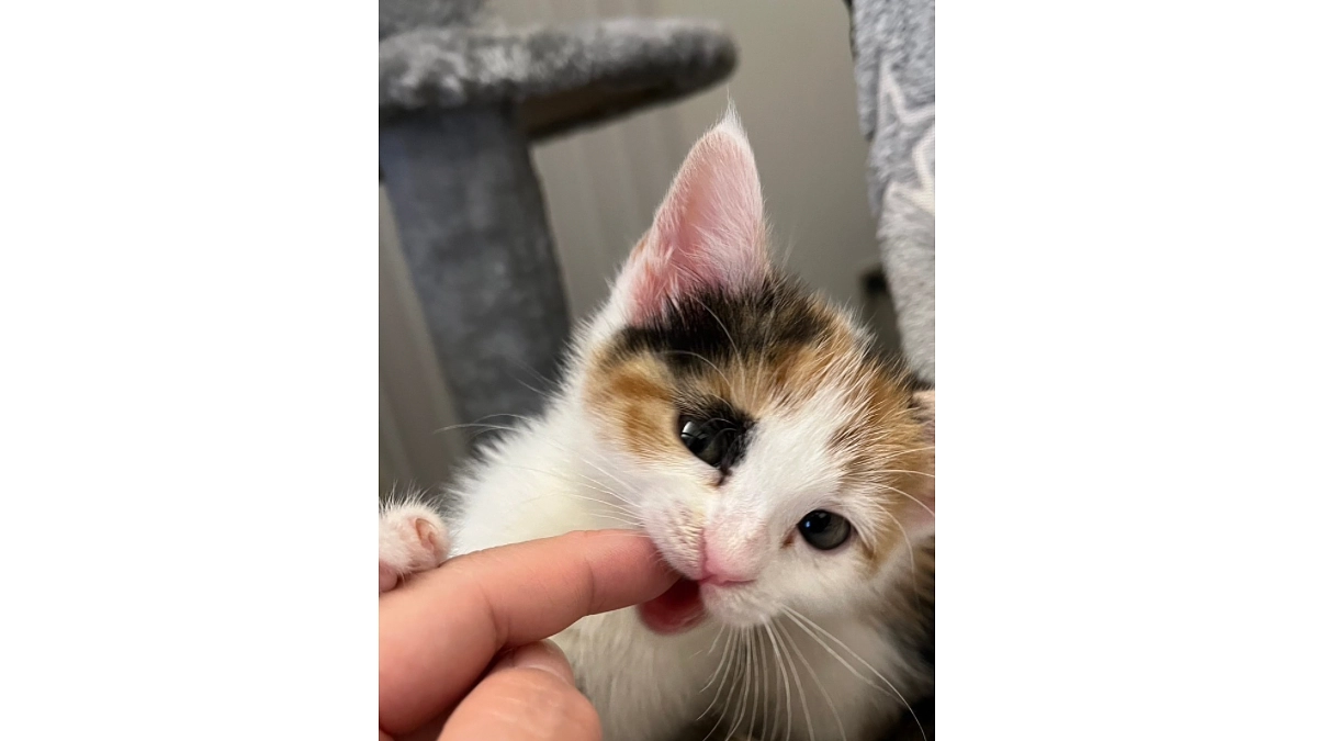 【77％達成しました】 2軒のトライアルに伺いました