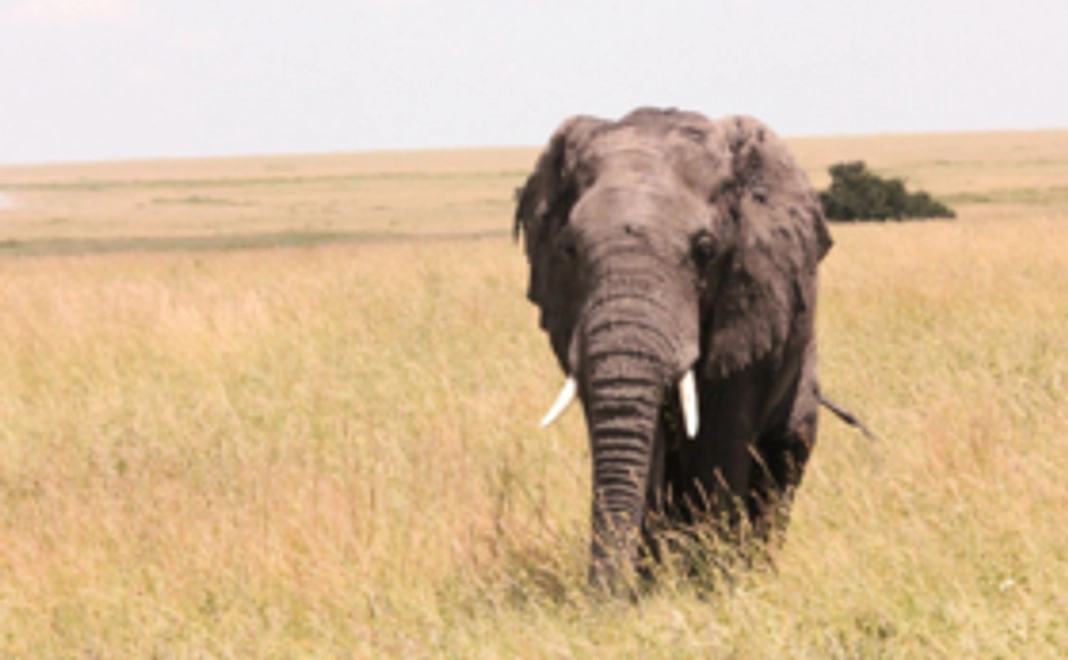 ＜頂上へ60m前進コース！＞ウェブサイトにお名前記載