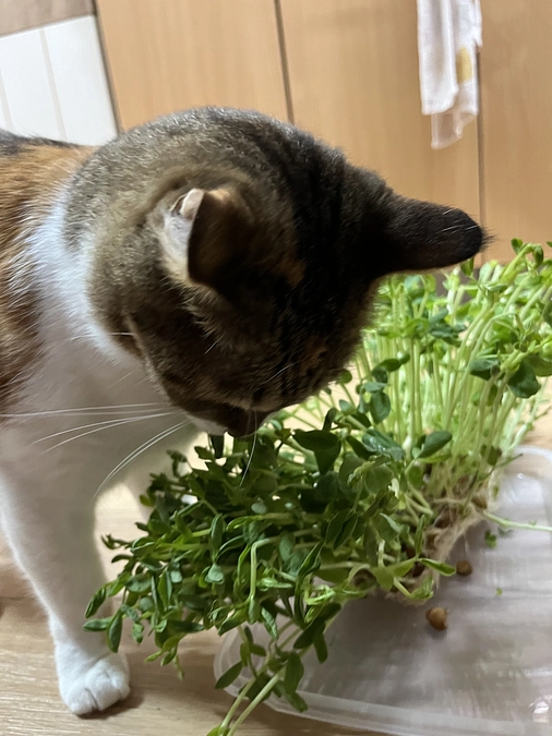 【活動報告】保護相談、問合せ対応について