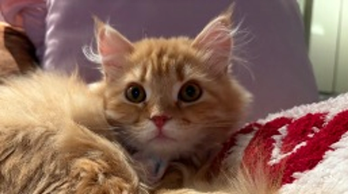 ありがとうございます