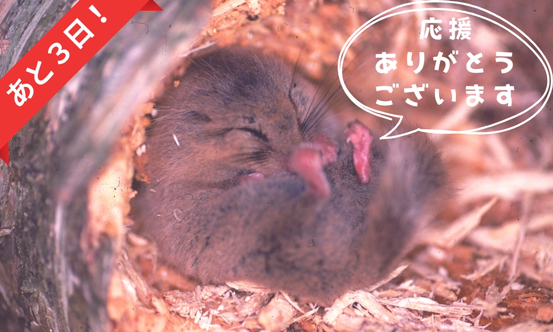 【あと3日！】💌応援コメントのご紹介💚