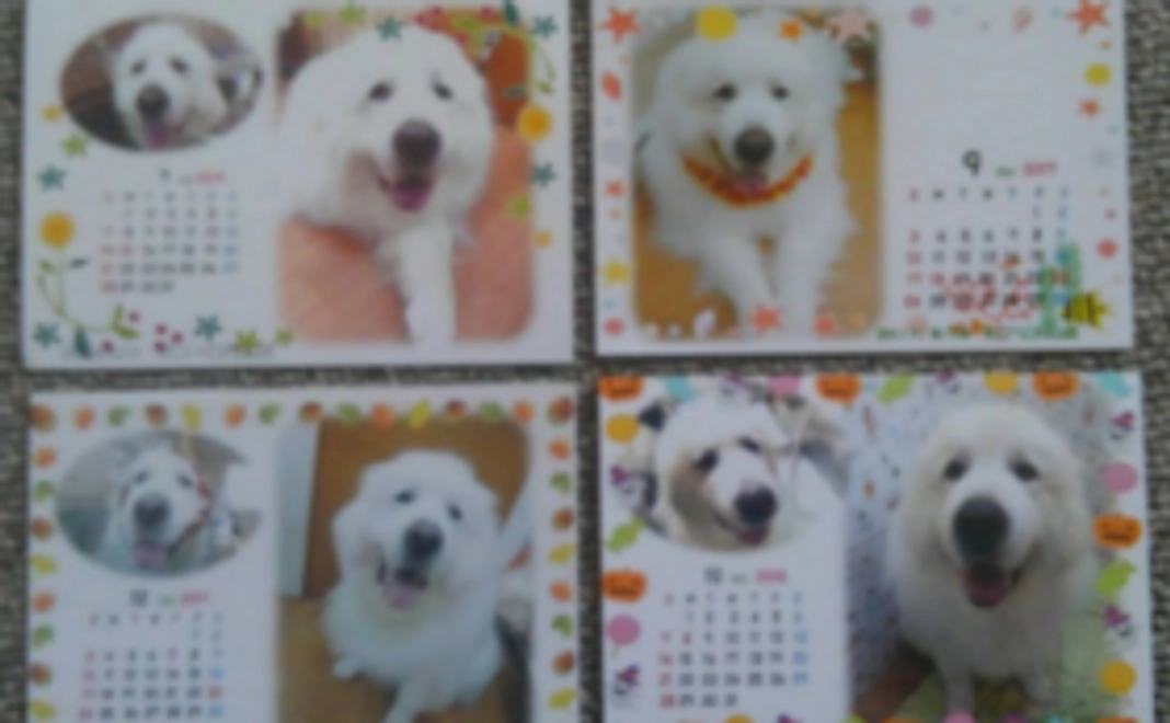 お礼のお手紙に１年分photoカレンダーを添えて