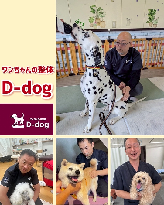 【応援メッセージいただきました】ワンちゃんの整体  D-dogさま