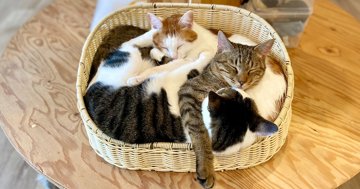 積み重ねてきた未来。いま守るべき命のために。