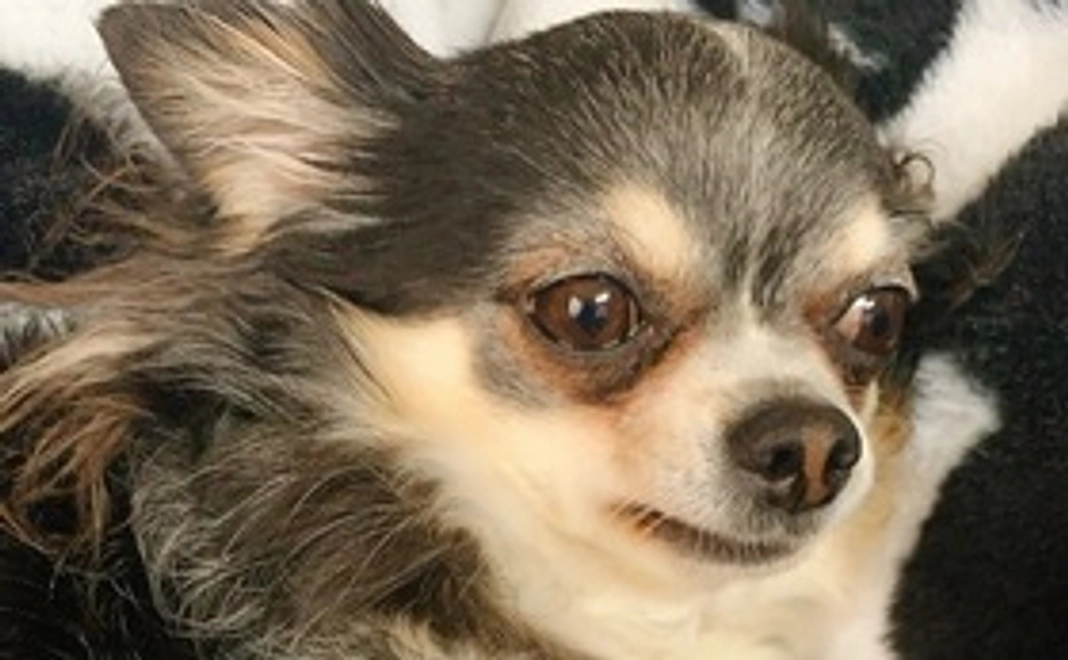 チョコからのありがとう。2