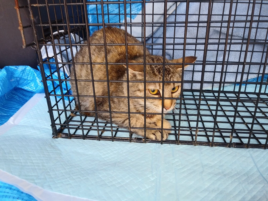 ＴＮＲを行いました。