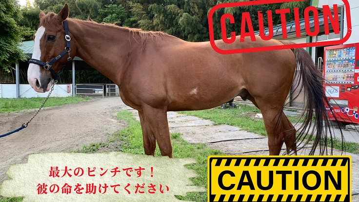 元競走馬レッドプレイヤーの命を救って下さい