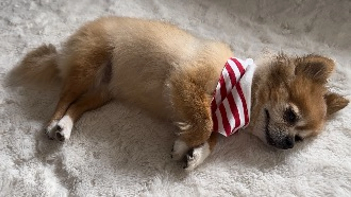 大事な家族【活動報告17日目】