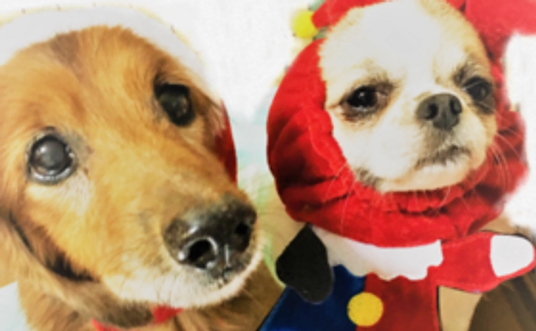 「ちっちゃいワン仔の家」オープンをお祝い！