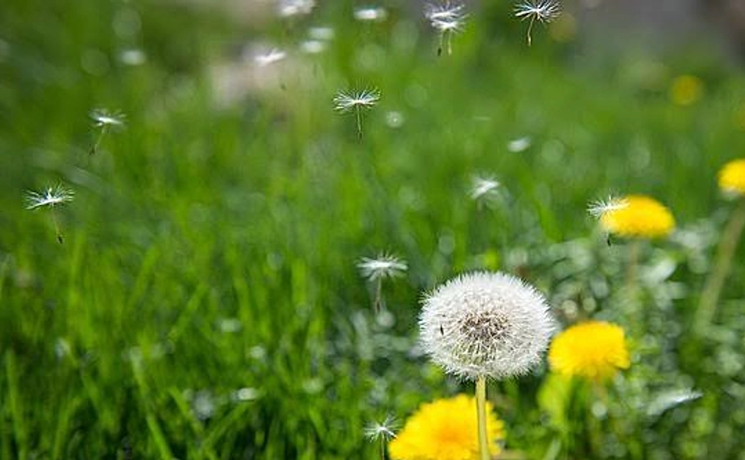 【綿毛タンポポ】コース