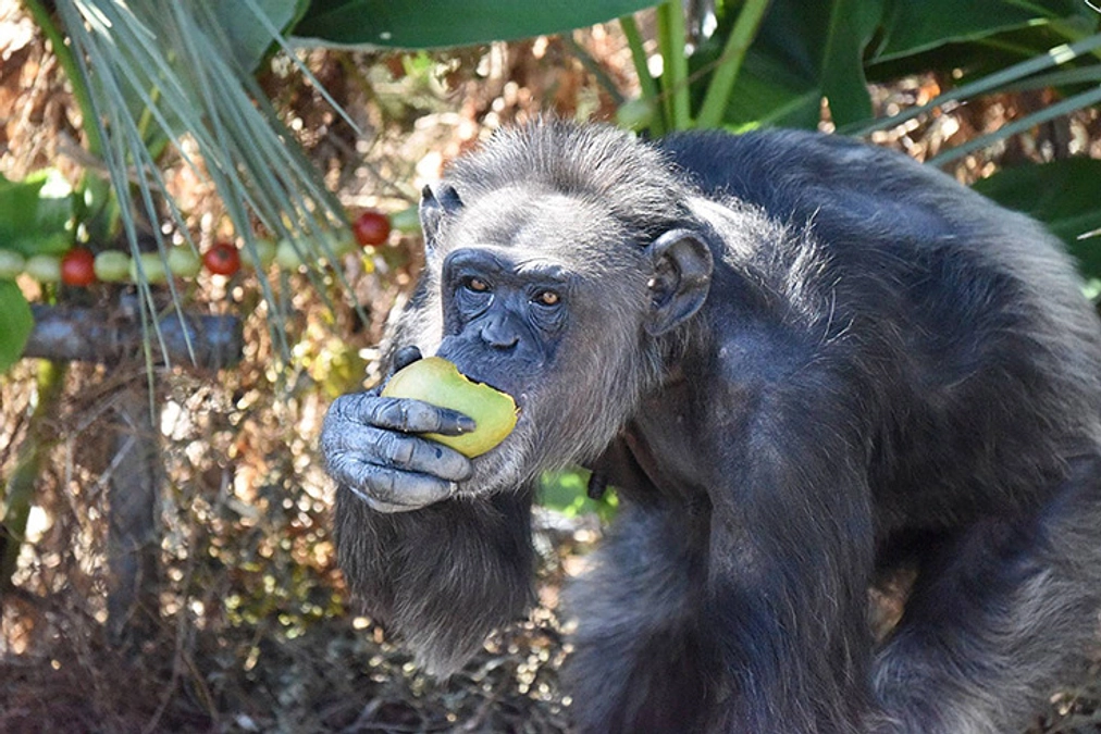 アキナの治療成功が確定しました