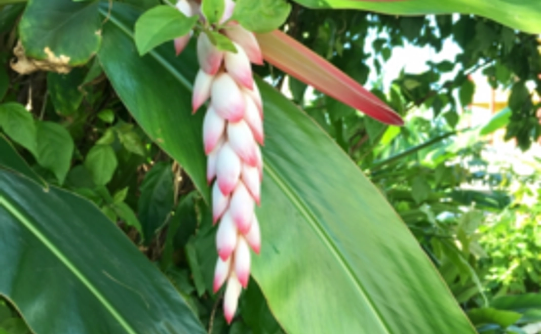 インストラクター支援＆お名前掲載&月桃スプレー