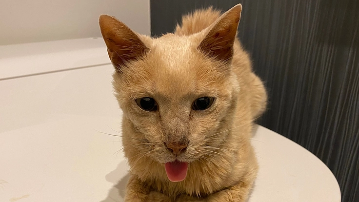 5歳の腎不全の猫　チャタロウを救ってください