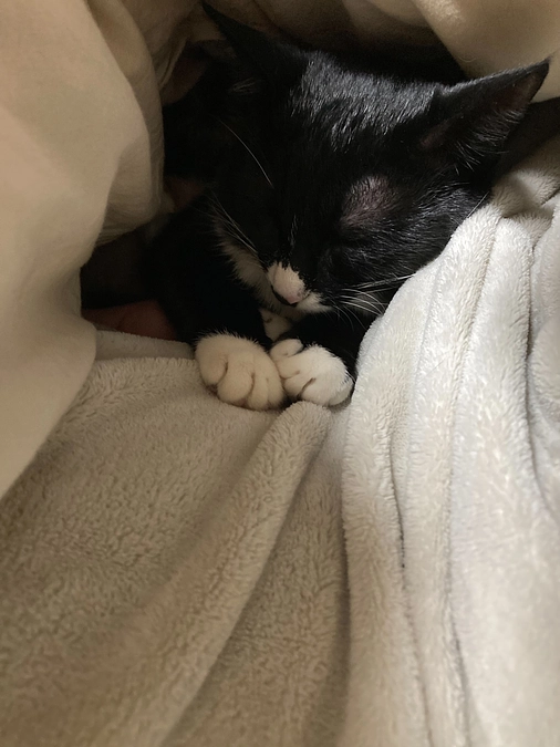 最近のオレオ 1