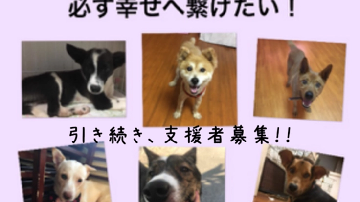 行き場を無くした保護犬達を幸せへと繋げたい！