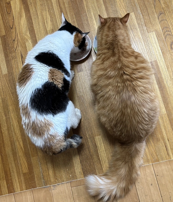 仲間との出会いの話①