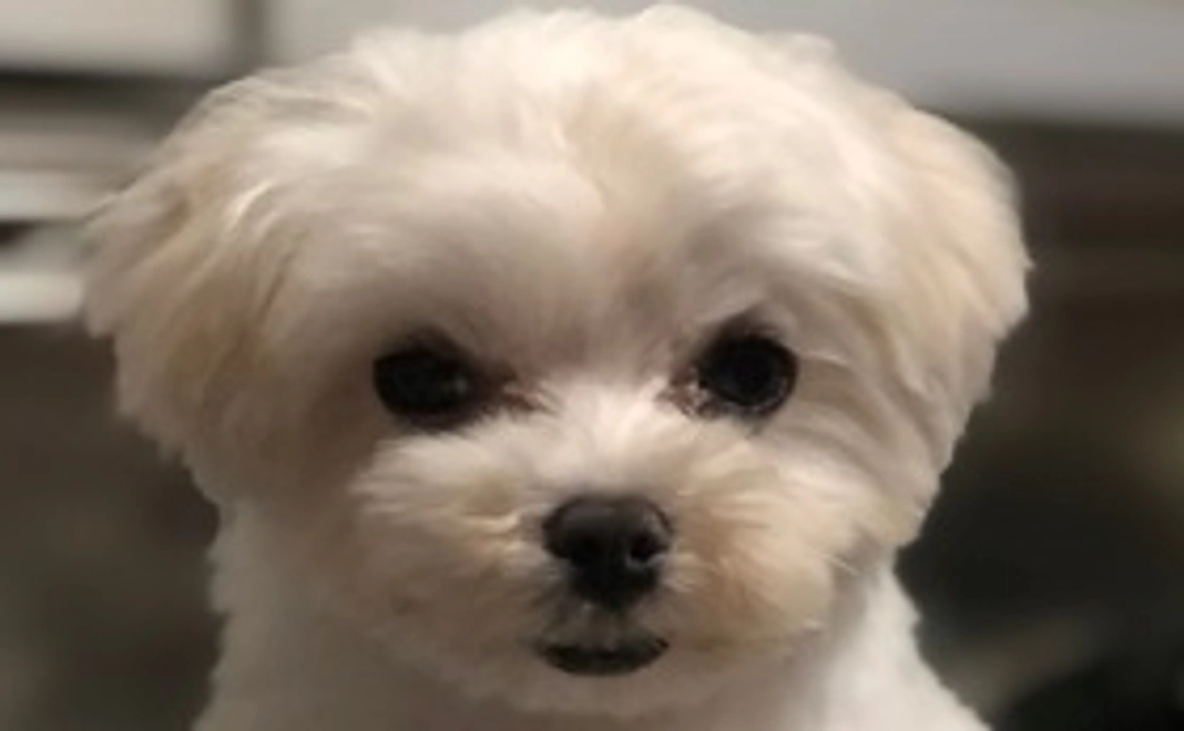 レイ君がんばれ!リターンなし1