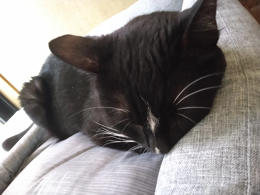 6/24はなちゃんの様子