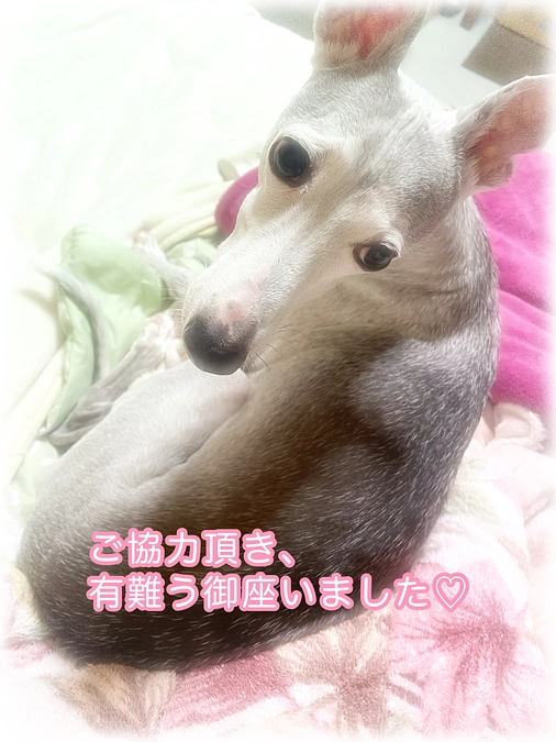 改めまして、有難う御座いました🤲🐕