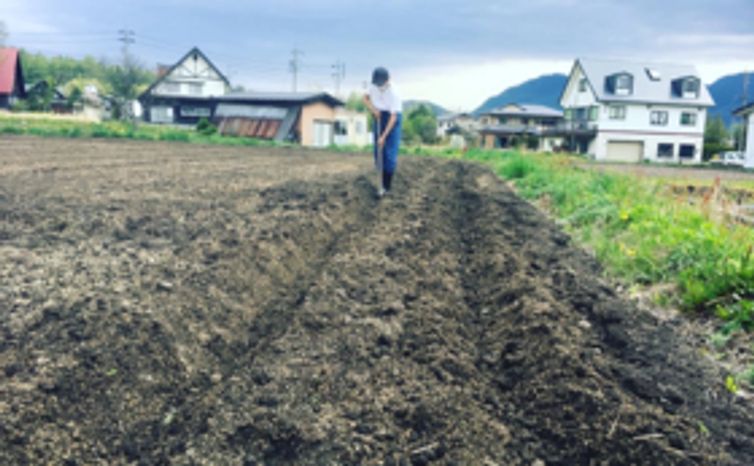 プロジェクトで再生した畑で作った白馬村のお野菜とお手紙