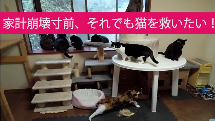 家計崩壊寸前！それでも猫を救いたいです！[33匹を個人で保護中]