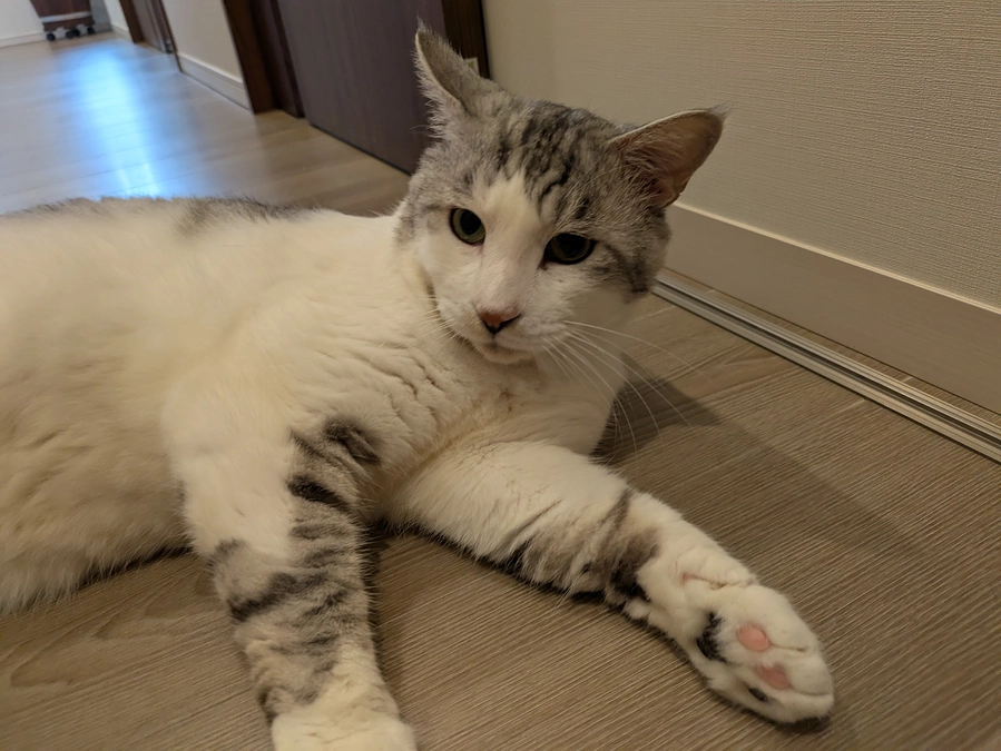 ［ぎんちゃん］ずっとのおうち決定！！