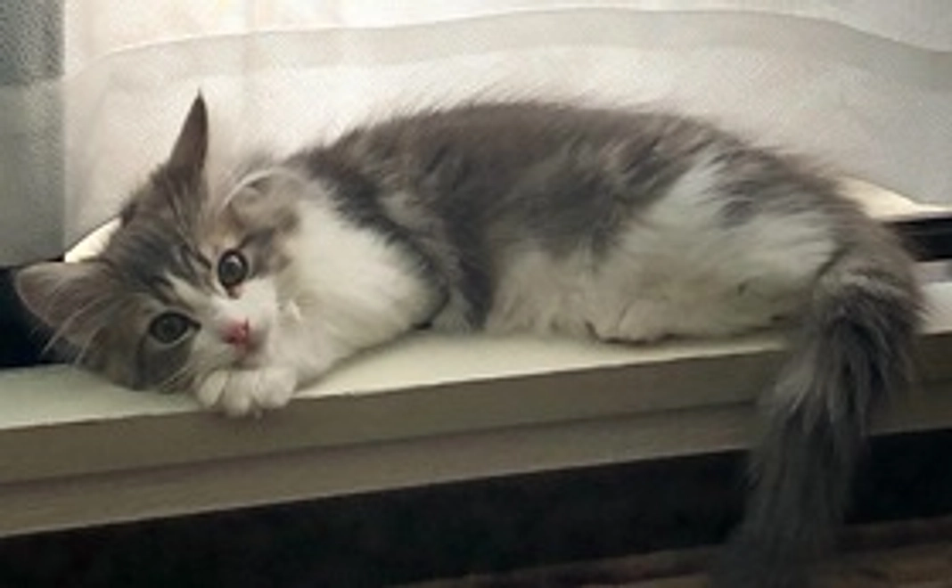 りむくん応援コース１