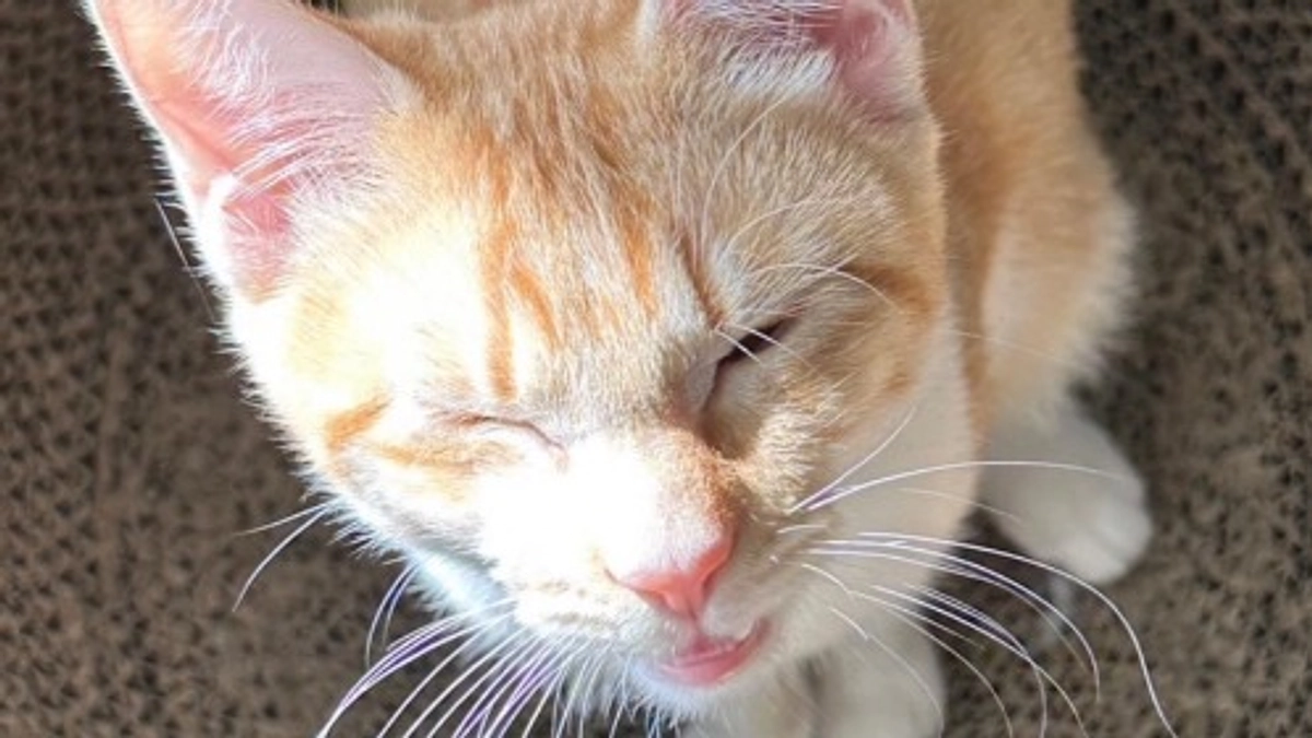 2/17～5/2期間の治療費について