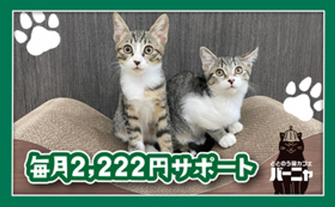 猫のおトイレ1週間分相当ご支援(1匹)
