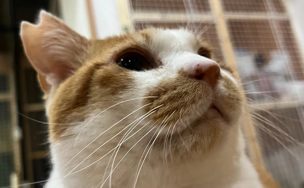 毎月応援3000円コース