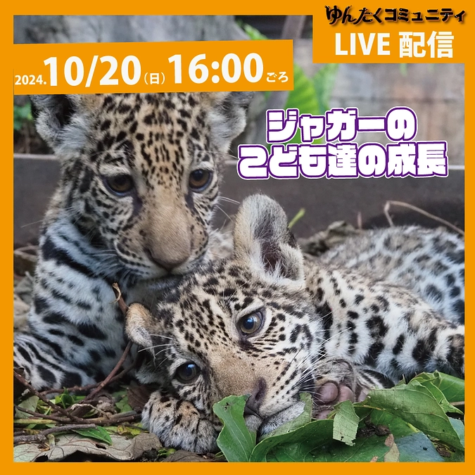 ゆんたくコミュニティ限定ライブ配信「ジャガーのこども達の成長」