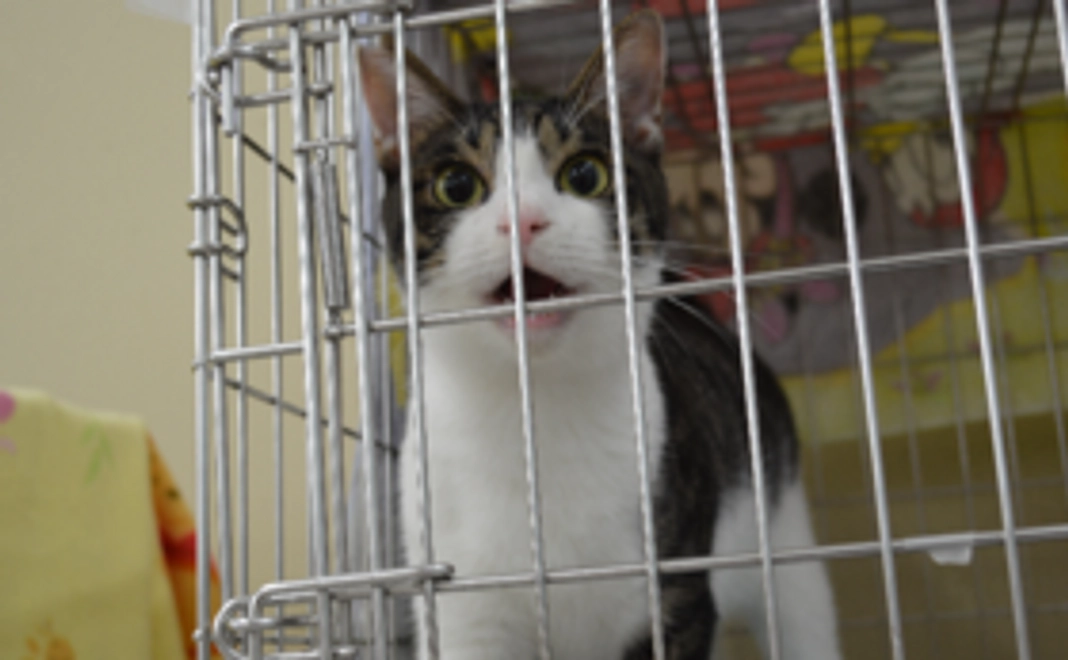 猫用オリジナル首輪