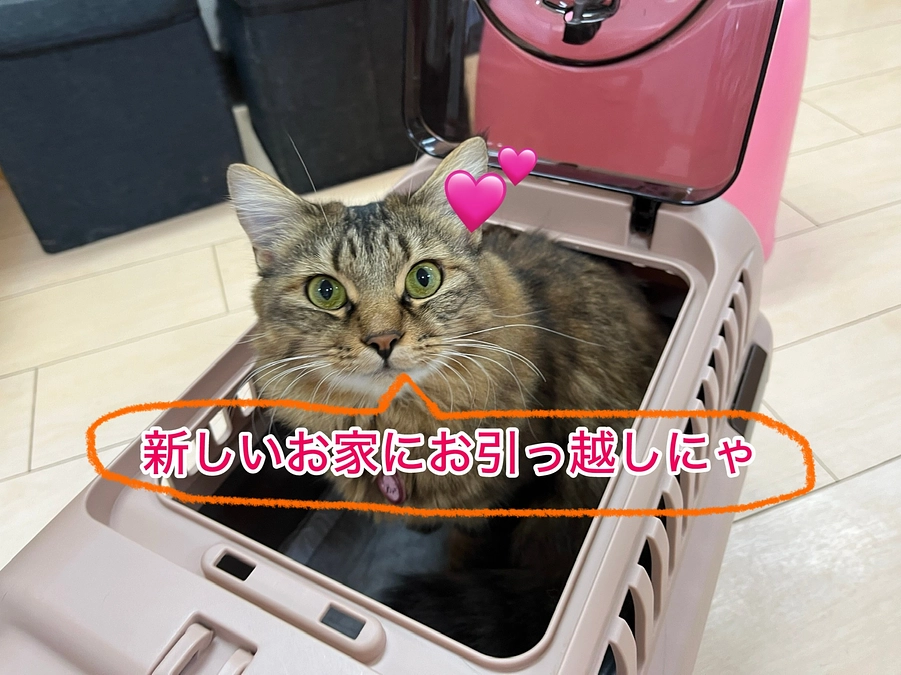 メイちゃんが新しいお家に引っ越ししました！