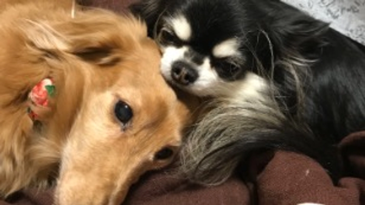 昔のプッチの写真