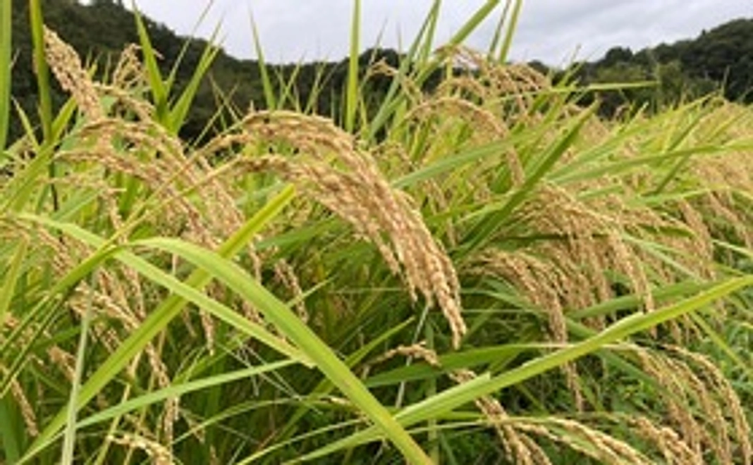 [2000円とにかく応援したいコース] 半夏生米を理解したので応援しよう②