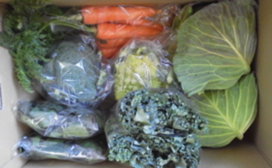 産地直送・野菜セットＤ　１箱＋セミナー招待券　１枚