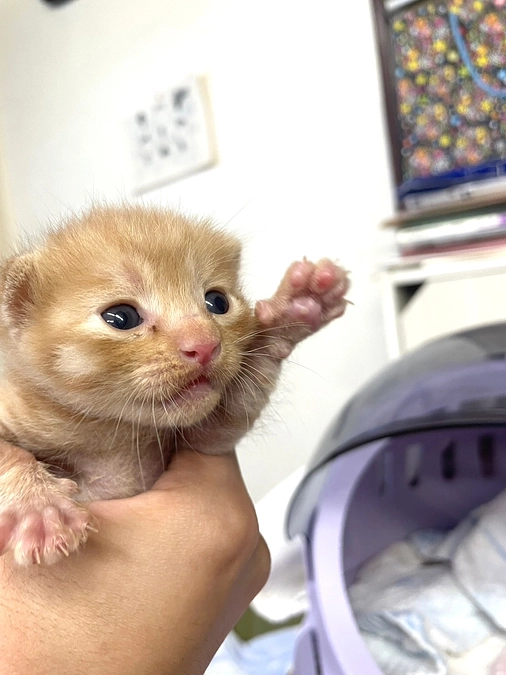 応援コメントのご紹介その2