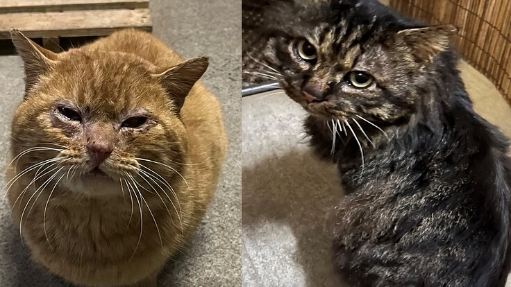 【再挑戦！】猫エイズ陽性の2匹の捨て猫を助けてください！