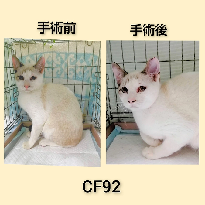 ＣＦ９２～９６まで終了しました