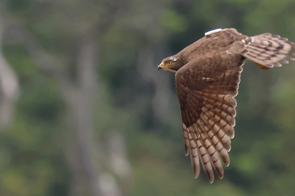 サシバのGPS装着のための調査が無事成功いたしました！