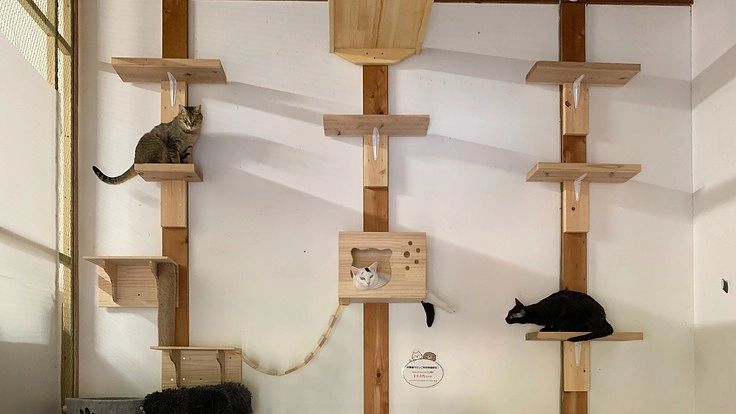 保護猫サロンに【窓と換気扇】を設置したいです