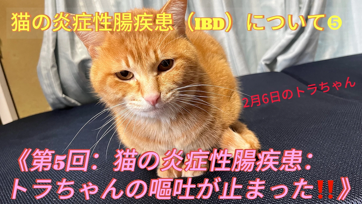 猫の炎症性腸疾患（IBD）について❺