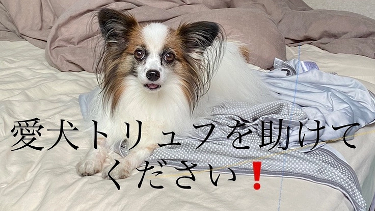【僧帽弁閉鎖不全症】愛犬トリュフを助けたい！ご支援お願いします