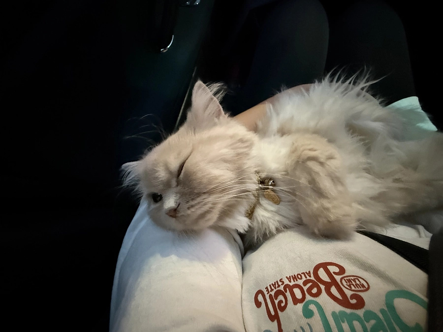 9/3 セカンドオピニオン実施