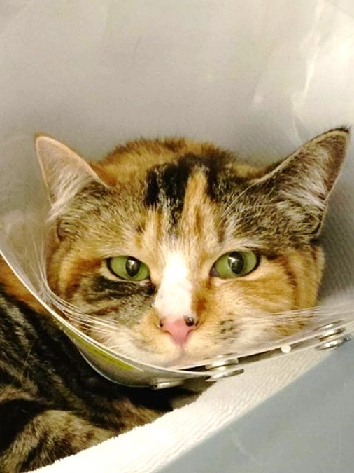 三毛猫さんのその後　～無事退院しました！人馴れ訓練に入ります