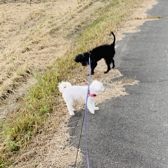 ルーク手術前から今の様子まで